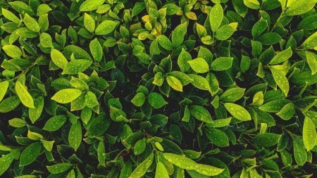 Греен листья фон