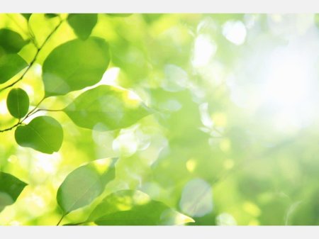 Солнце сквозь листву