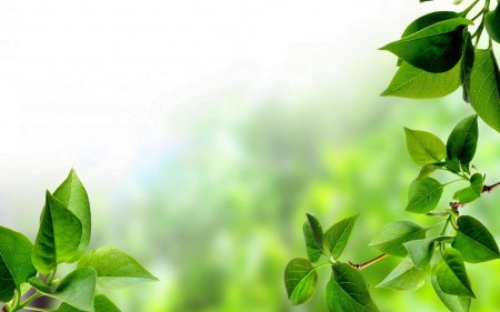 Фон для презентации природа