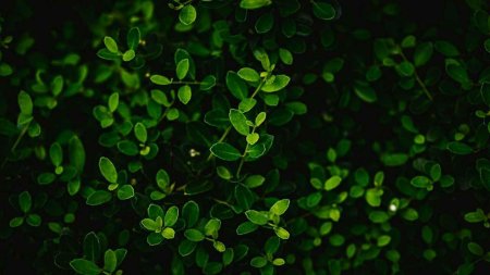 Темно зеленые листья