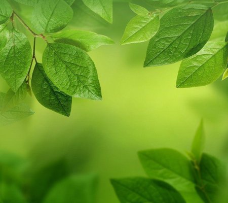 Фон с зелеными листьями