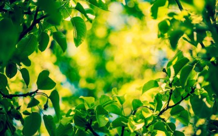 Фон с зелеными листьями