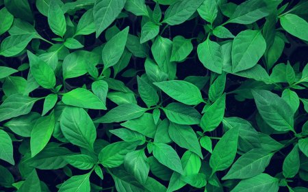 Греен листья фон