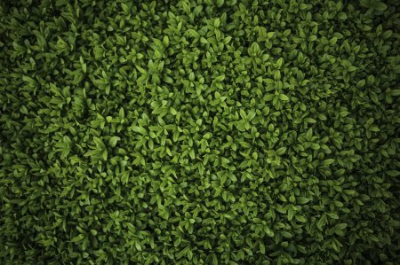 Фитостена самшит