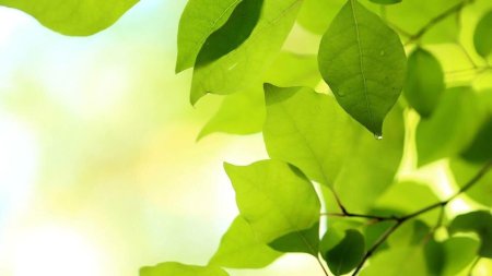 Зеленая листва фон