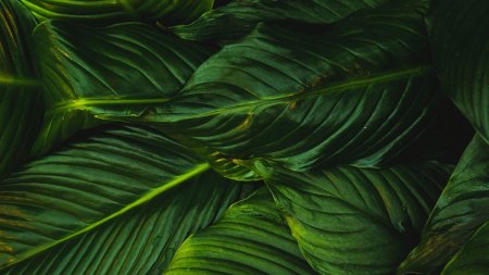 Золотой папоротник монстера