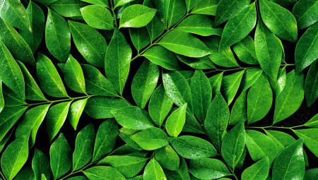 Листья чайного дерева