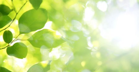 Фон зеленый с листьями