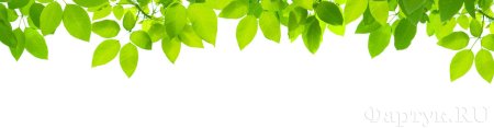 Листья на прозрачном фоне