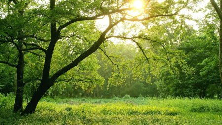 Природа деревья