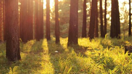 Утро в лесу