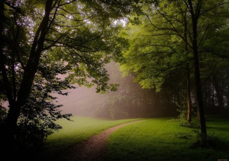 Фон природа лес