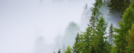 Верхушки деревьев