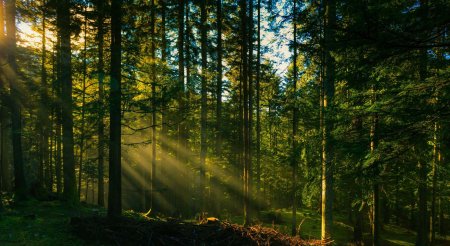 Лес солнце