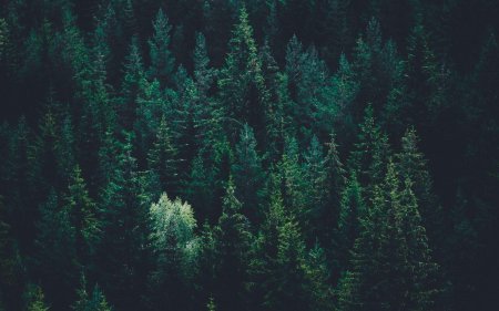 Хвойный лес