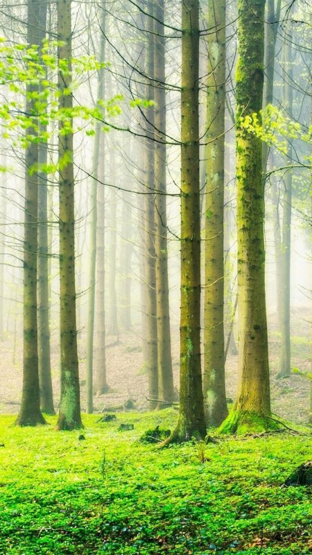 Фон природа лес