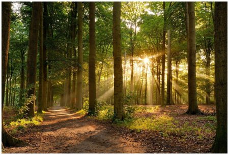 Тропинка в лесу