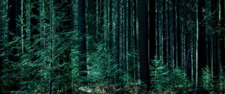 Лес фон темный