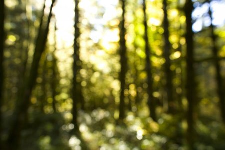 Размытые деревья