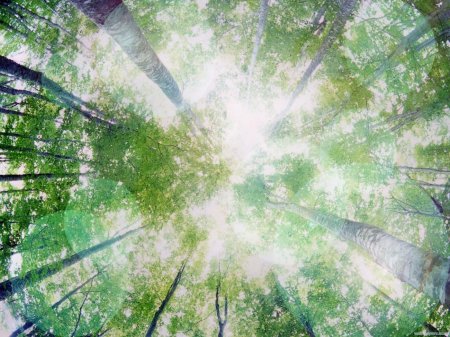 Фон для презентации лес