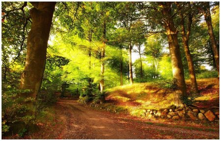 Лето в лесу