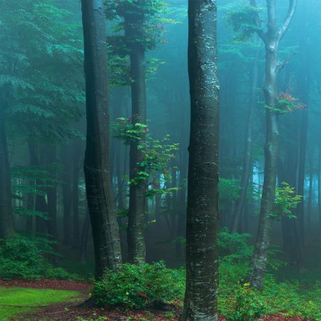 Румыния Трансильвания мистический лес