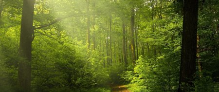 Природа лес