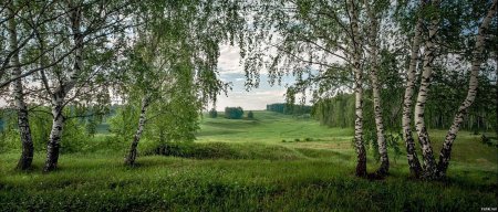 Россия Раздолье березы