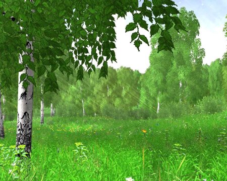 Дьяковский лес деревья береза Ива