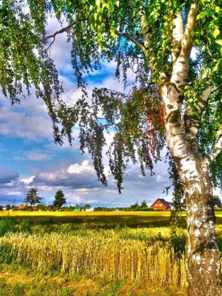 Матушка земля белая березонька