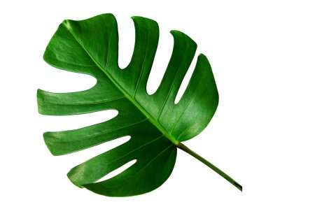 Монстера крупнолистная