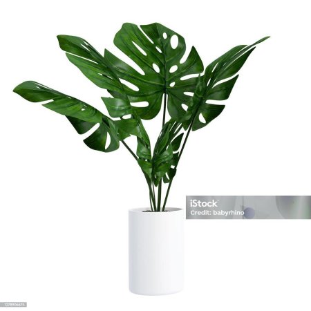 Монстера в горшке