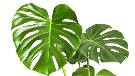 Делициоза монстера