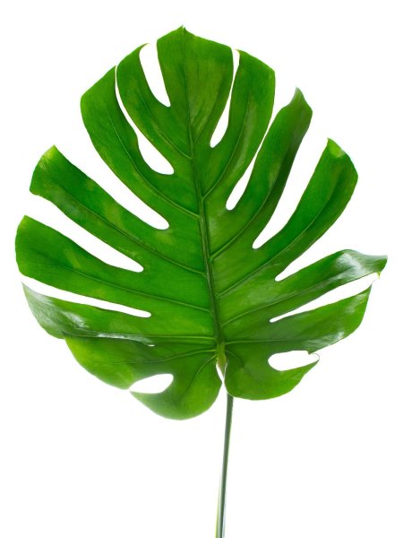 Монстера дубиа