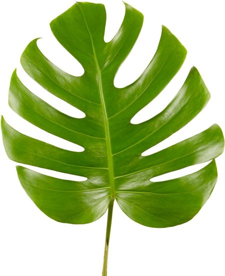 Монстера дубиа