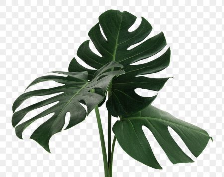 Монстера на белом фоне