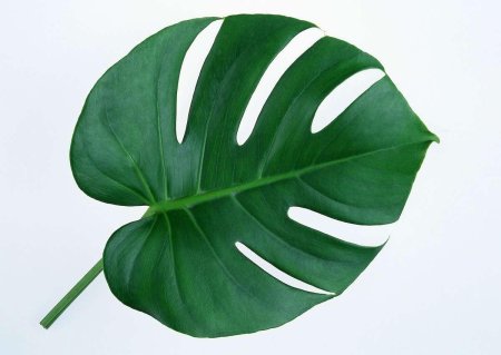 Монстера Ауреа