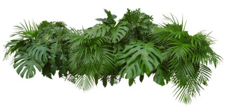 Филодендрон рейнфорест