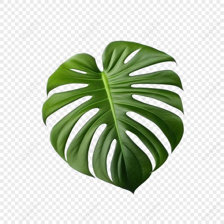 Монстера лист