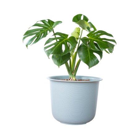 Монстера деликатесная