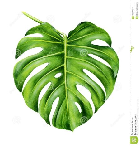 Монстера Альба