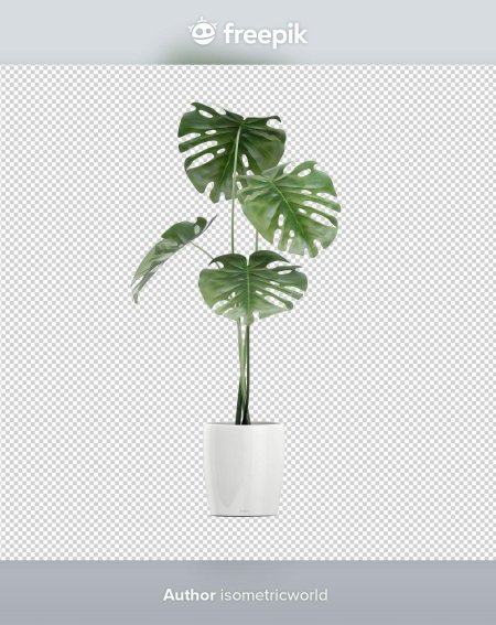 Монстера растение