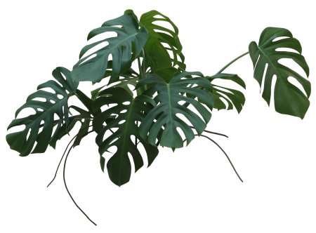 Монстера Тениус