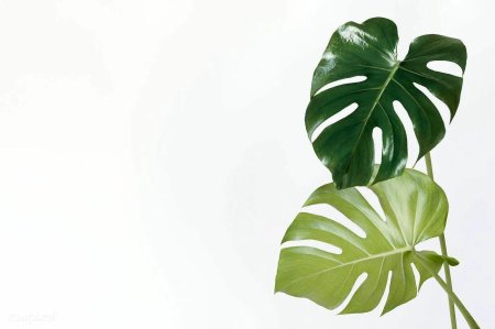 Монстера Деликоса