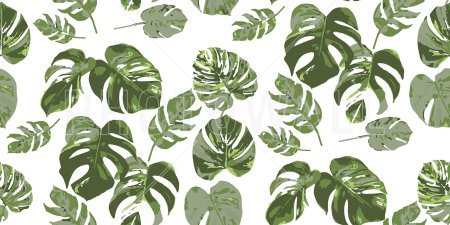 Монстера лиановидная