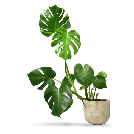 Монстера Делициоза (Monstera deliciosa)