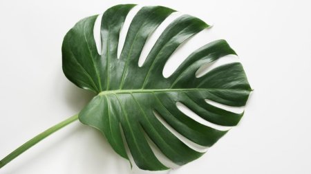 Монстера Тениус