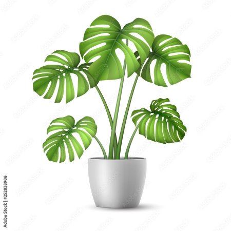 Комнатное растение монстера