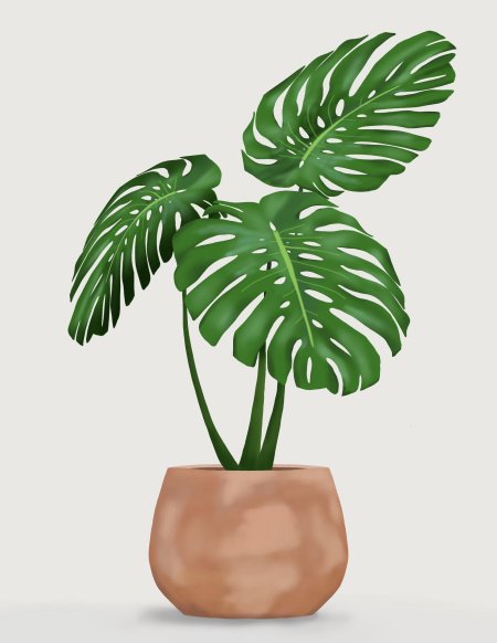 Монстера Делициоза (Monstera deliciosa)
