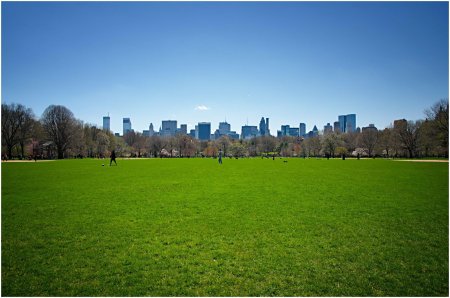 Централ парк лужайка